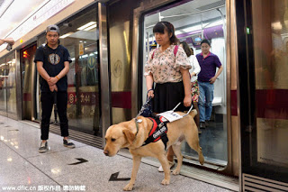 คนพิการทางสายตากับสุนัขนำทาง : Guide Dogs